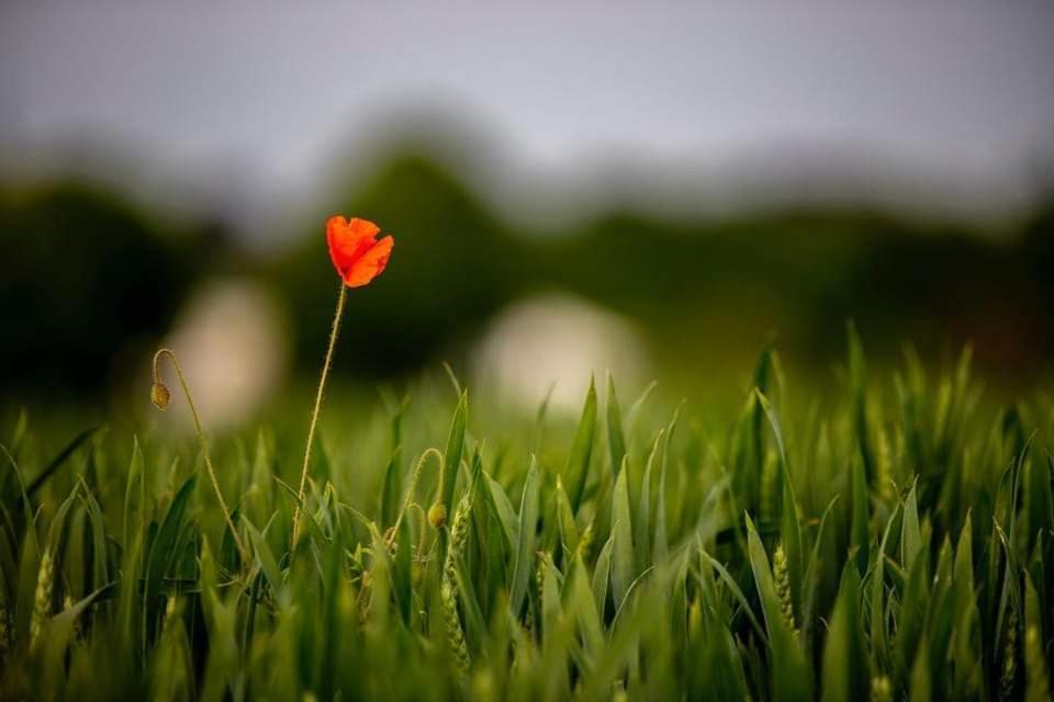 The Carmelite Daire Ypres Dış mekan fotoğraf